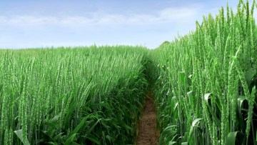 Skracanie dokłosia na plantacjach zbóż